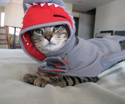 Cat Shark