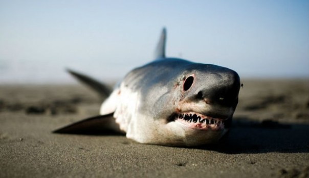 wp-1438907030671 image