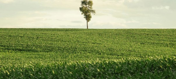 In Pursuit of Silence Lonely Tree in Iowa