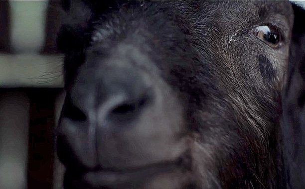 Black Phillip - 2016's real Person of the Year